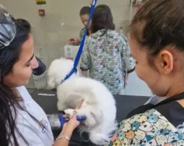 Curso de Pratico Tutores banhos e Higiene