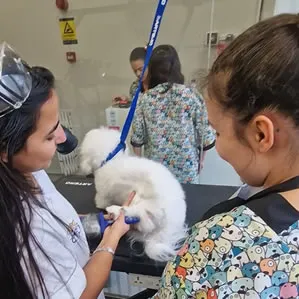 Curso Completo Banhos e Tosquias Caes e Gatos