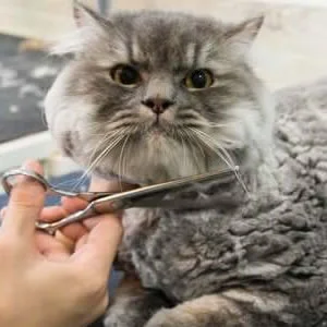 Tosquias Gatos em Lisboa