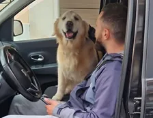 Transporte Caes e Gatos em lisboa