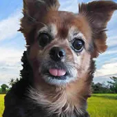 Mascote Cila Banhose  Tosquias