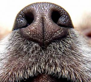 Nariz do cão olfacto cao