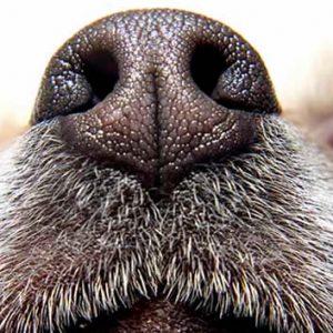 Nariz do cão olfacto cao