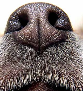 Nariz do cão olfacto cao