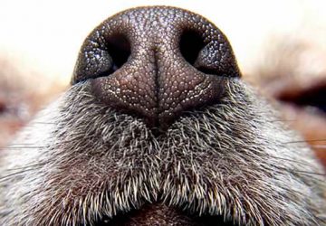 Nariz do cão olfacto cao