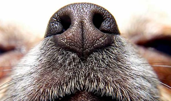Nariz do cão olfacto cao