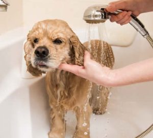 Banho Cão