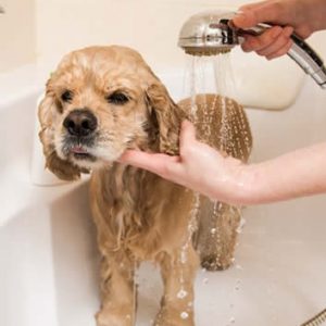 Banho Cão