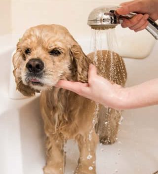 Banho Cão