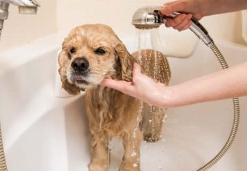 Banho Cão