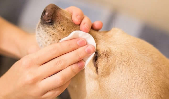 manter higiene cão