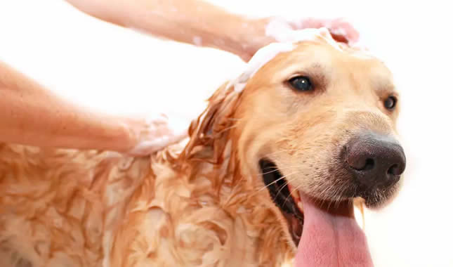 Quando dar banho cão