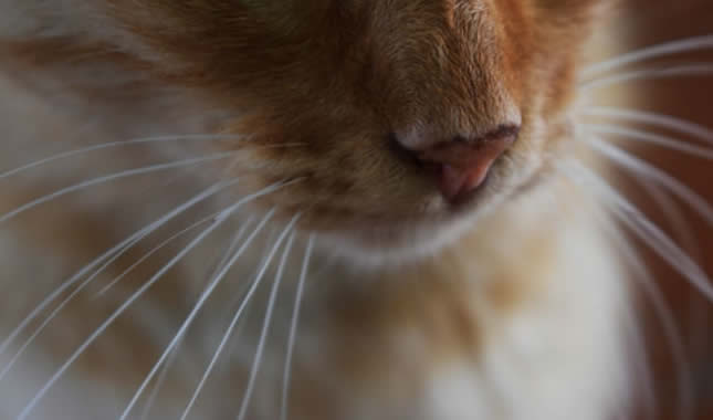 Linguagem Bigodes gatos