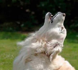 Uivo do Cão