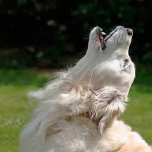 Uivo do Cão