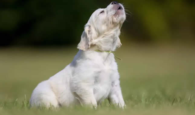 Cão a Uivar