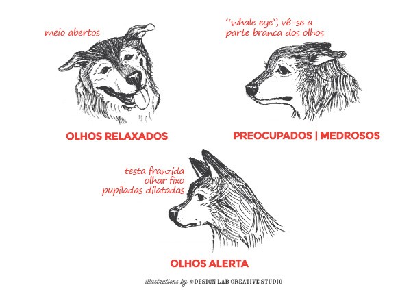 Comportamento dos Olhos do Cão