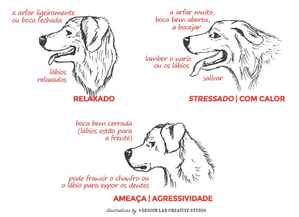 Comportamento dos Olhos do Cão