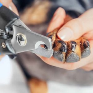 Corte Unhas cao