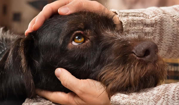 Como calclar a Idade do Cão