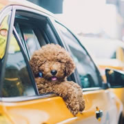 Pet Taxi Transportar Cães